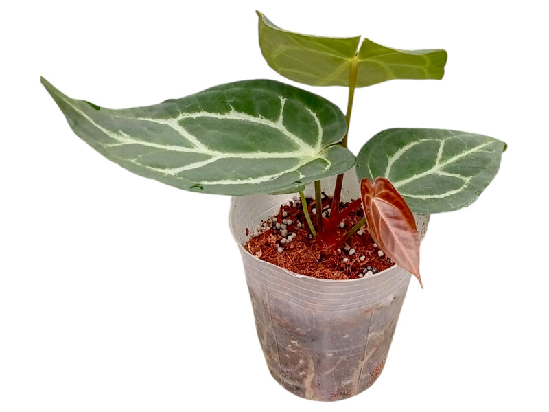 Anthurium Silver Blush x Anthurium carlablackiae