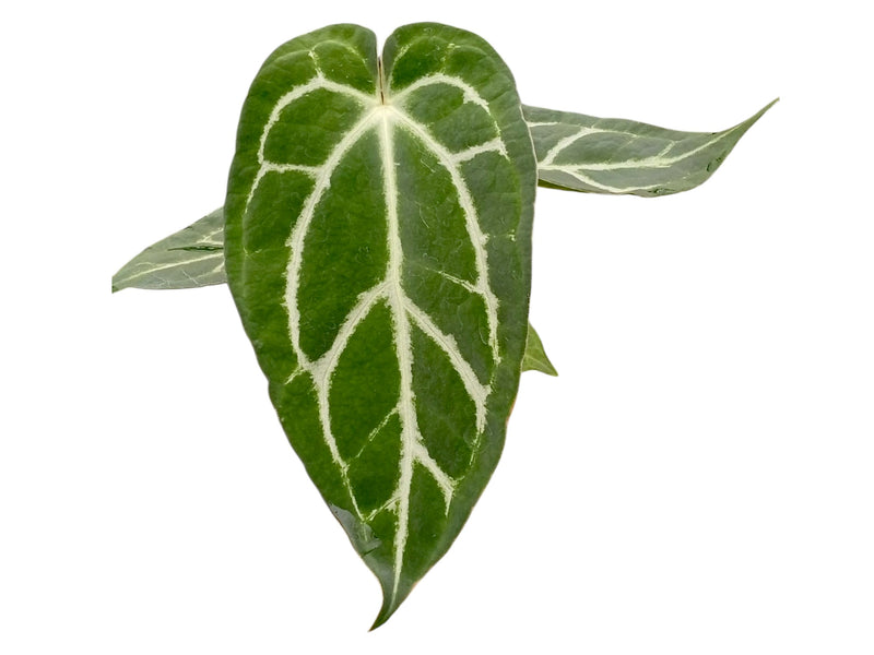 Anthurium Silver Blush x Anthurium carlablackiae