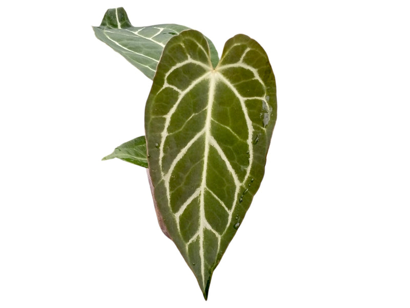 Anthurium Silver Blush x Anthurium carlablackiae