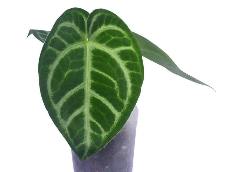 Anthurium Silver Blush x Anthurium magnificum 'Fantasy'