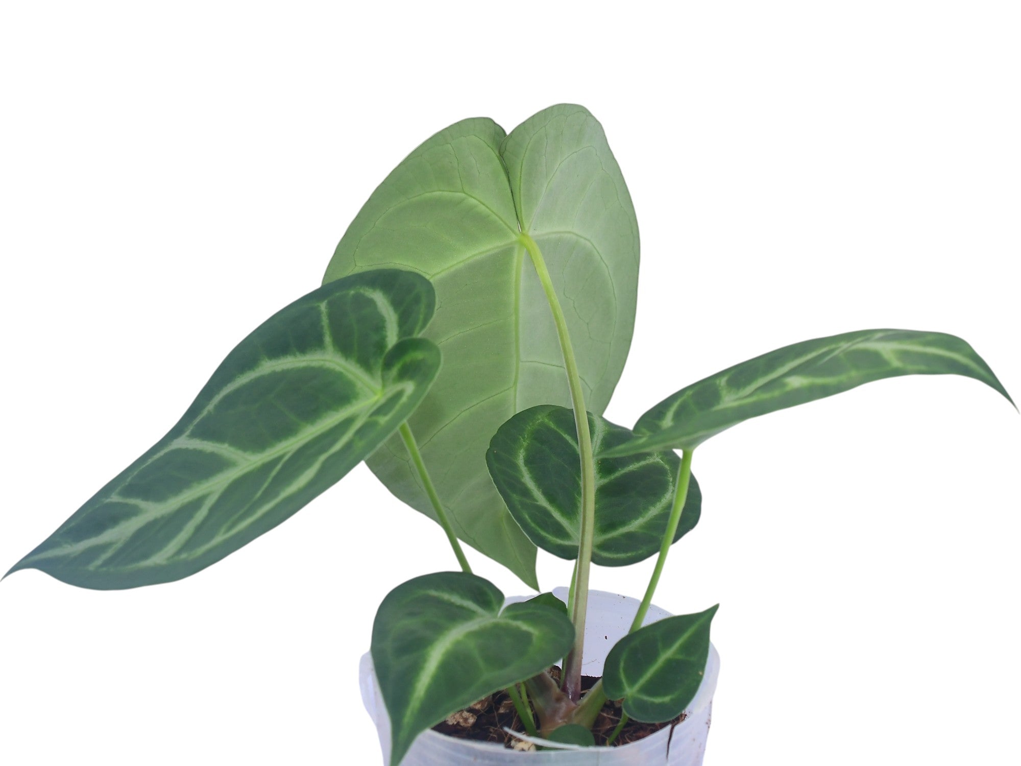 Anthurium Silver Blush x Anthurium magnificum 'Fantasy
