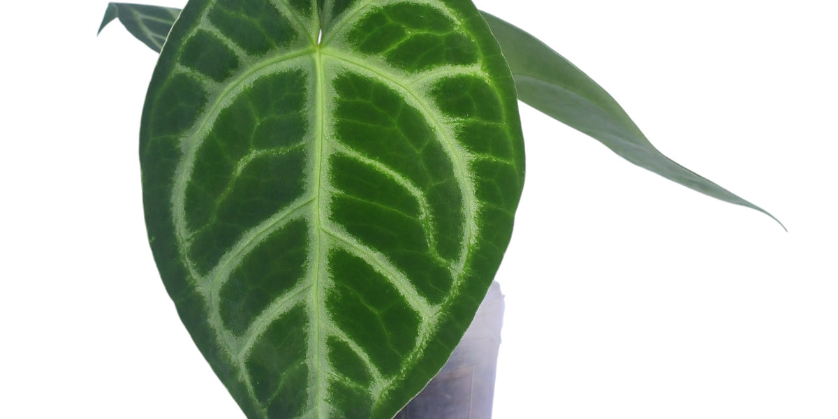Anthurium Silver Blush x Anthurium magnificum 'Fantasy' — Ecuagenera  Orquídeas del Ecuador
