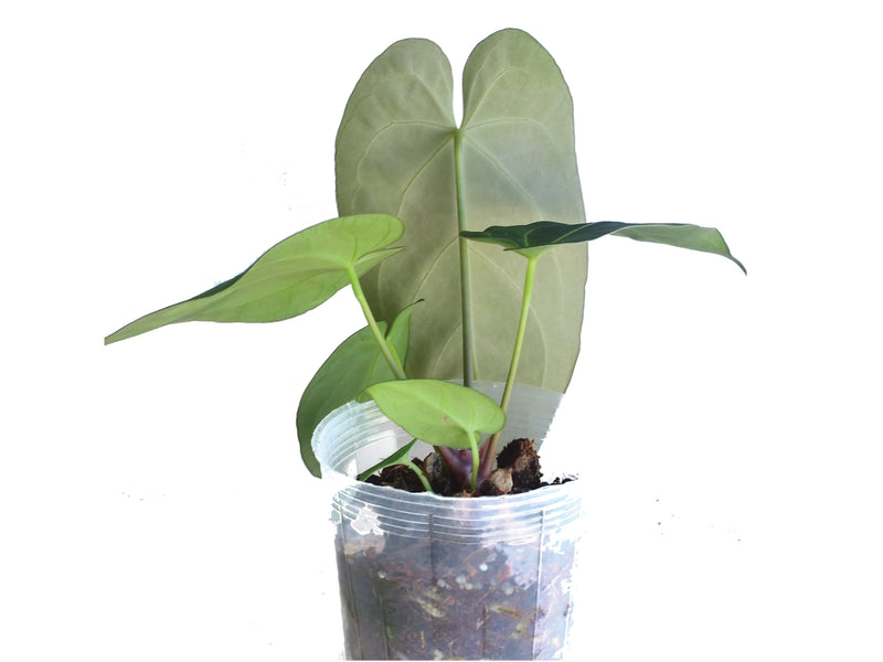 anthurium lingua Anthurium Silver Blush x Anthurium papillilaminum