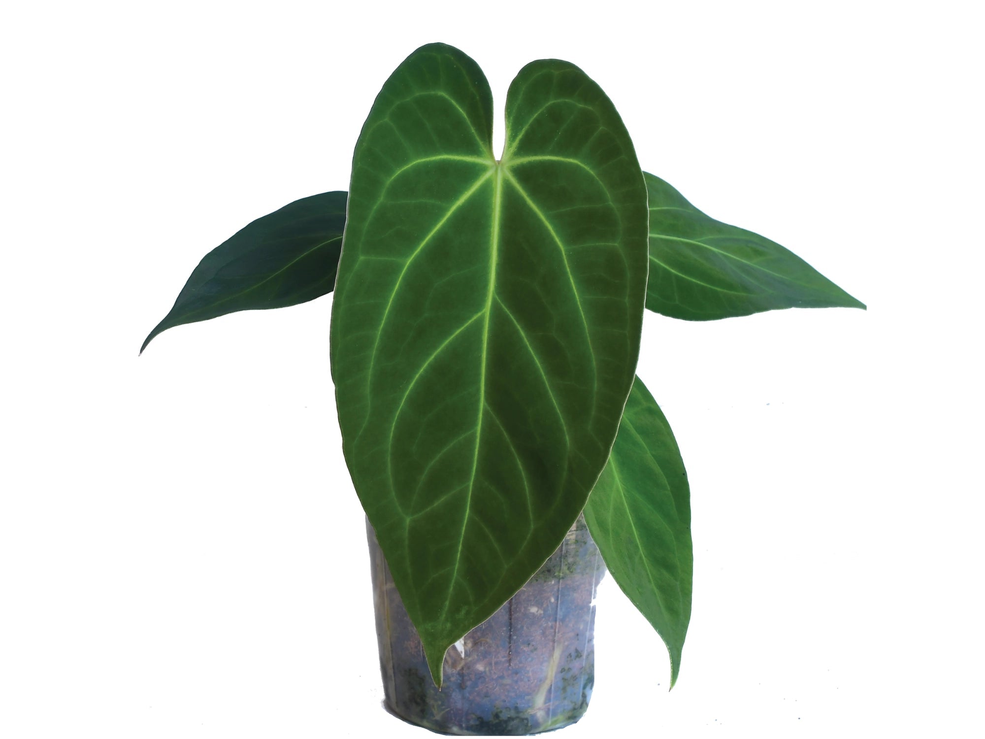 anthurium papillilaminum ecuagenera Anthurium Silver Blush x papillilaminum #2738