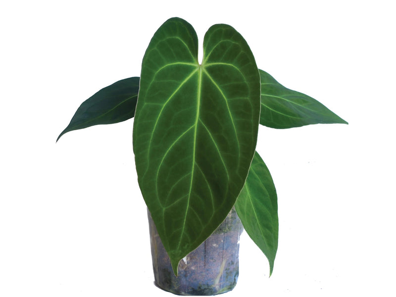 Anthurium Silver Blush x Anthurium papillilaminum