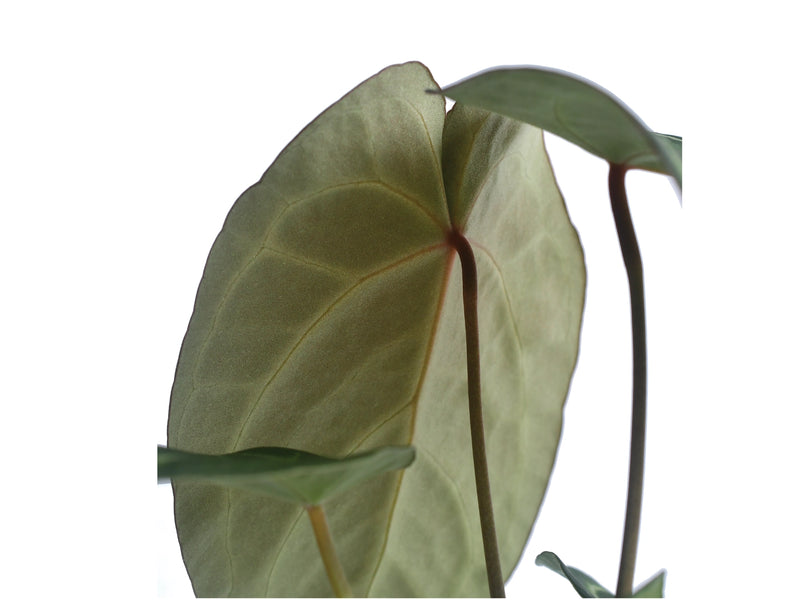 Anthurium Silver Blush x Anthurium Capibara