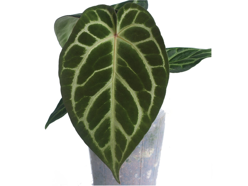 Anthurium Silver Blush x Anthurium Capibara