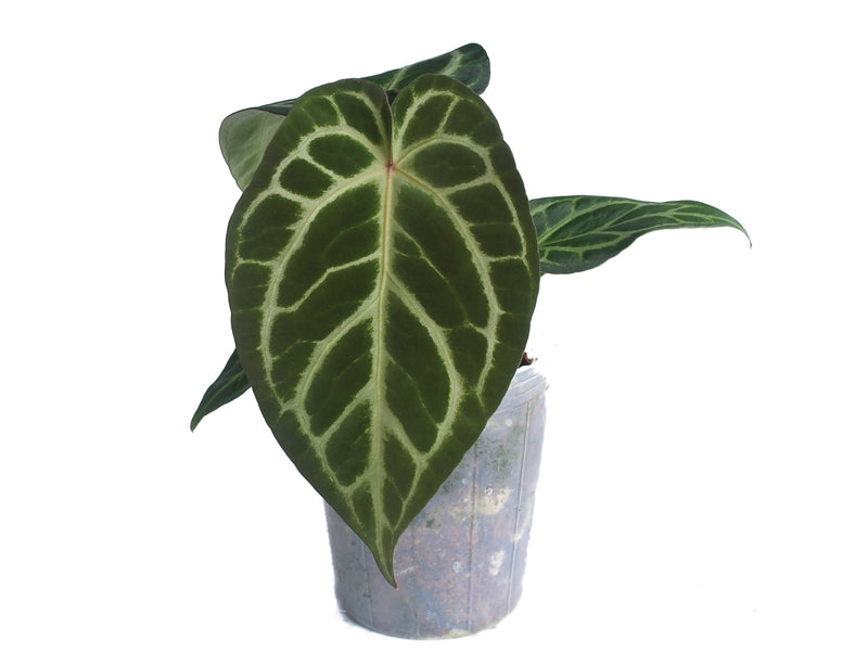 Anthurium Silver Blush x Anthurium Capibara