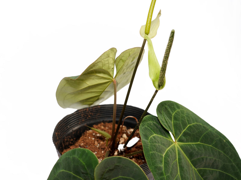 Anthurium Silver Bob