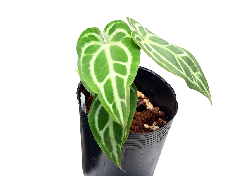 Anthurium Silver Libby x Anth. Magnificent Silver