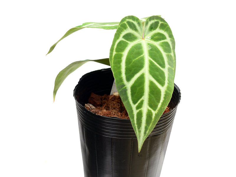 Anthurium Silver Libby x Anth. Magnificent Silver