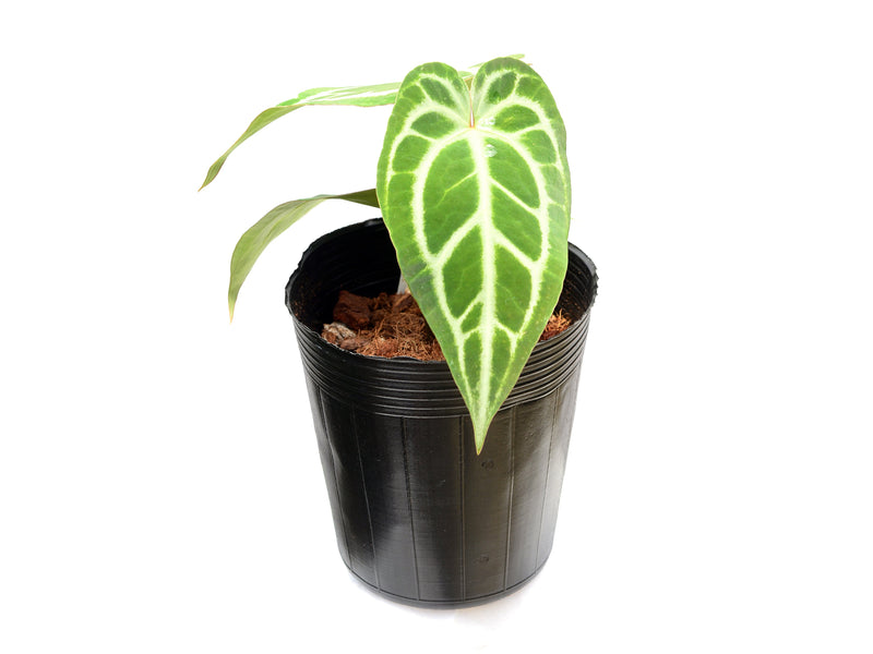 Anthurium Silver Libby x Anth. Magnificent Silver