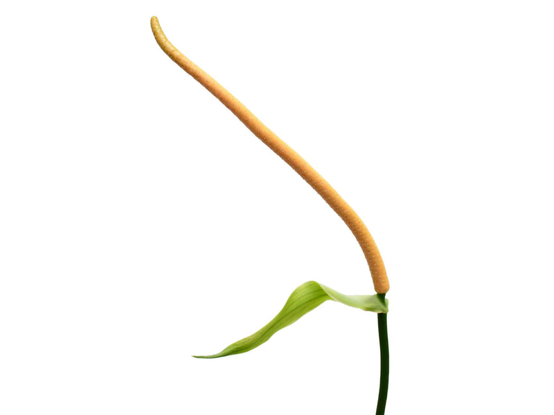 Anthurium Silver Streak