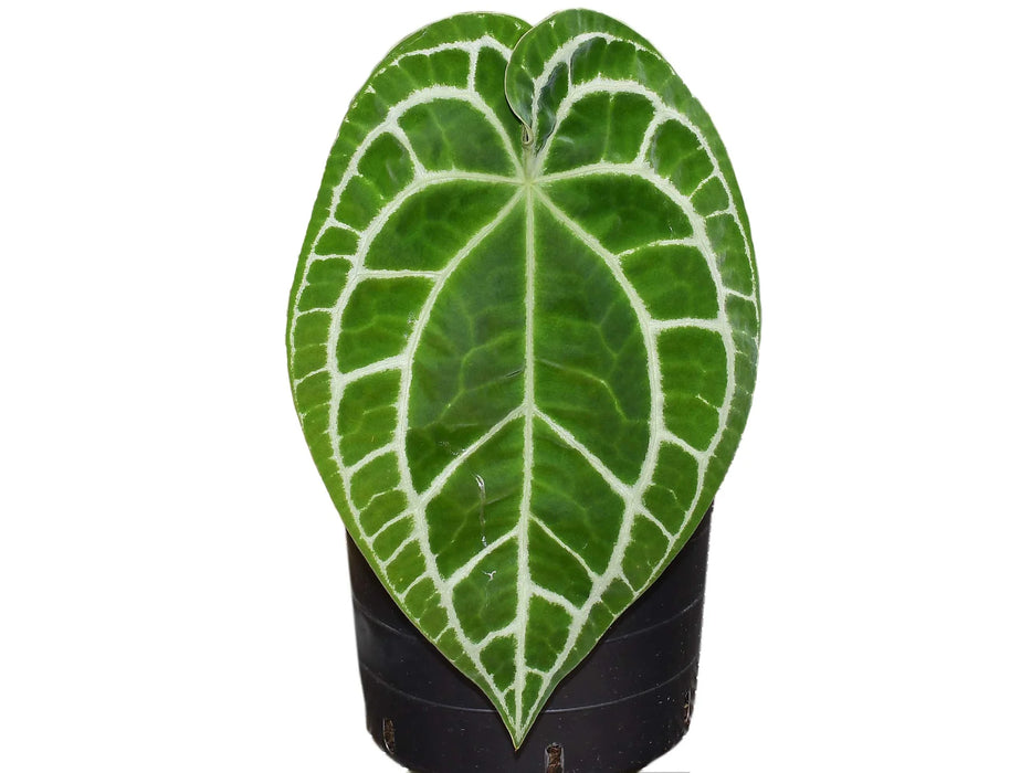 Anthurium Silver Streak