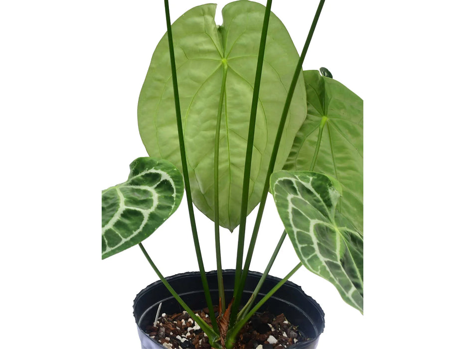 Anthurium Silver Streak