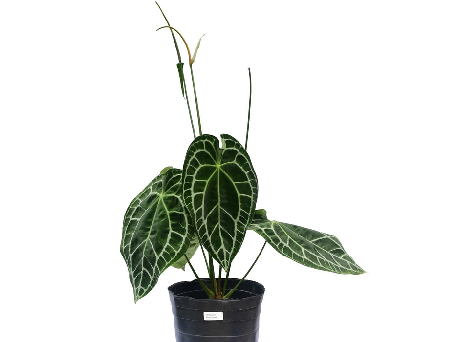 Anthurium Silver Streak