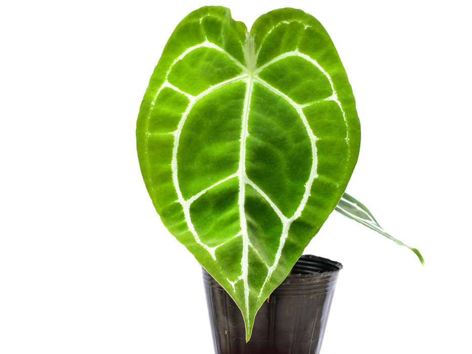 Anthurium Silver Streak (seedling)