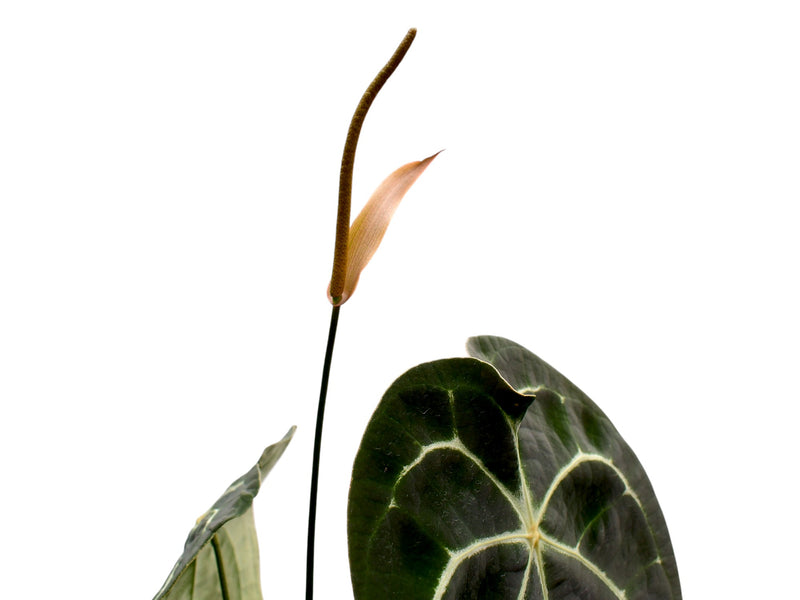 Anthurium Silver Streak x Anthurium Ecuagenera Green Soul