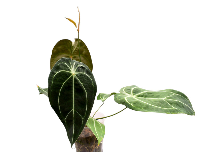 Anthurium Silver Streak x Anthurium Ecuagenera Green Soul