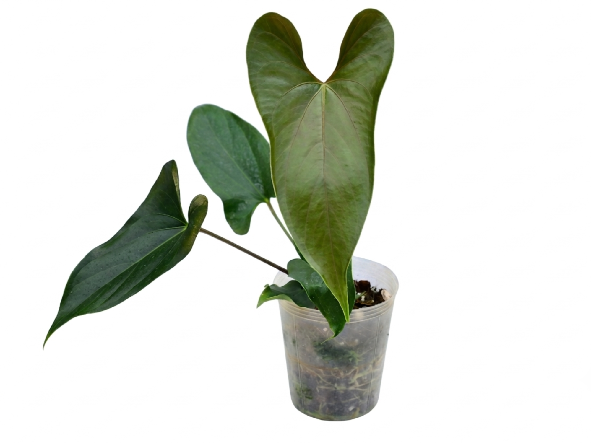 Anthurium Slim Bow