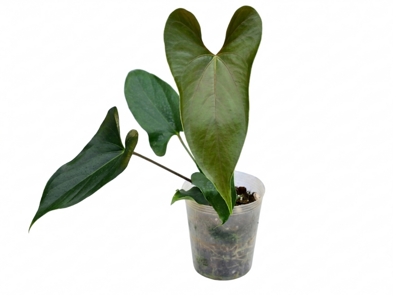 Anthurium Slim Bow