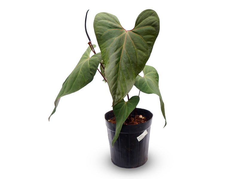 Anthurium Soul of Portilla