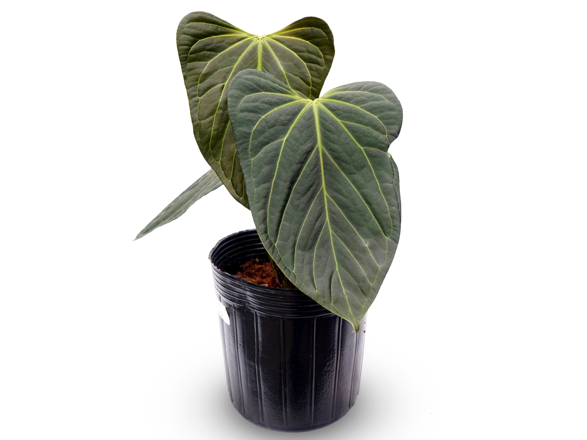 Anthurium Soul of the Andes