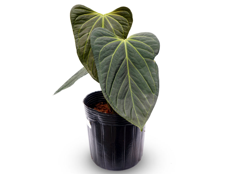 Anthurium Soul of the Andes