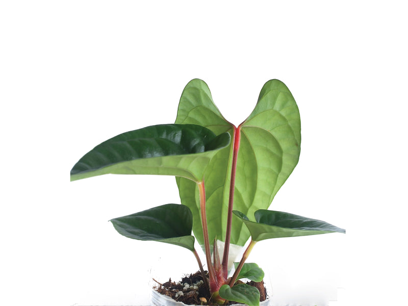 anthurium sparkle Anthurium Sparkling River 'Inverse crossing'