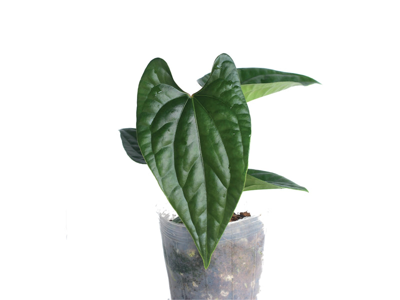 Anthurium Sparkling River 'Inverse crossing'