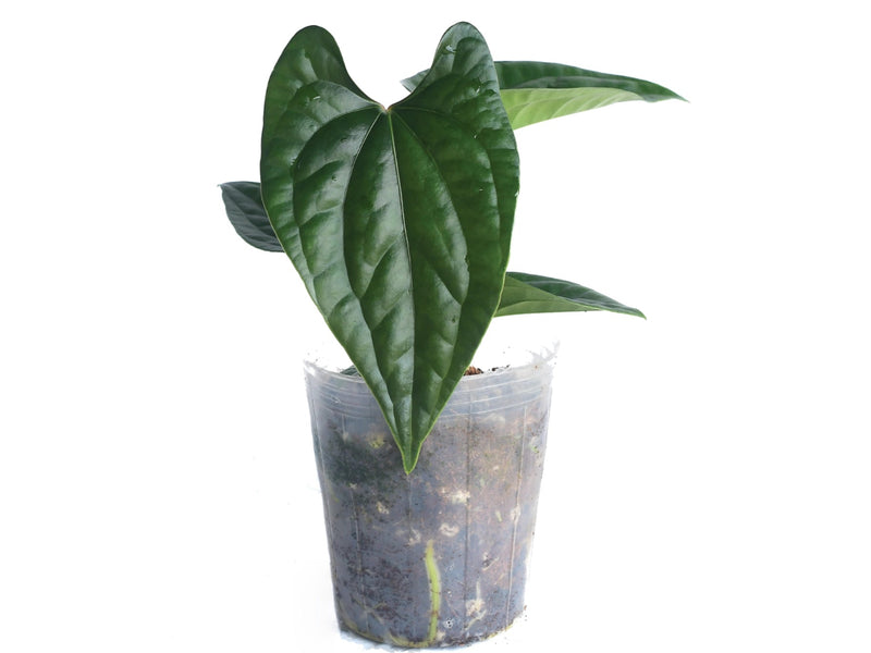 Anthurium Sparkling River 'Inverse crossing'