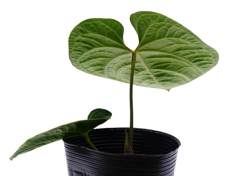 Anthurium Splendid Jungle