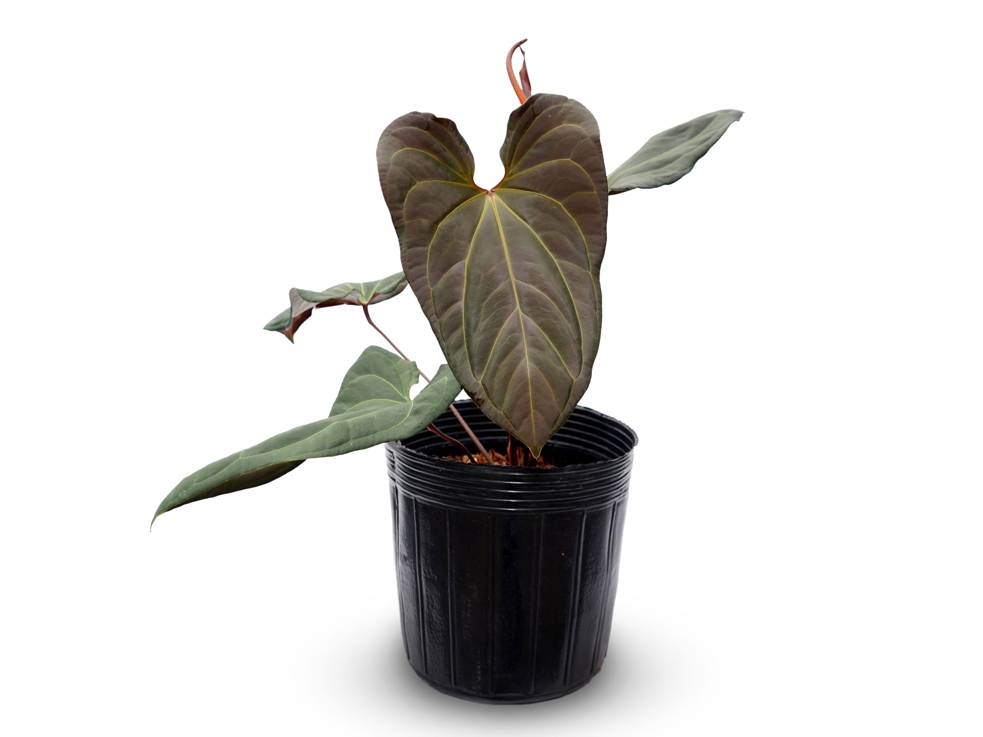 Anthurium Tayos Cave x Anthurium Eureka
