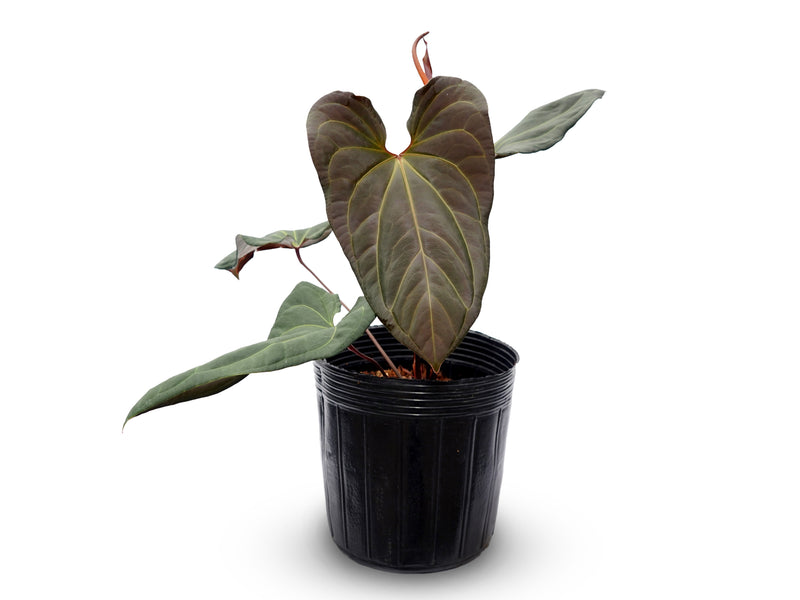 Anthurium Tayos Cave x Anthurium Eureka