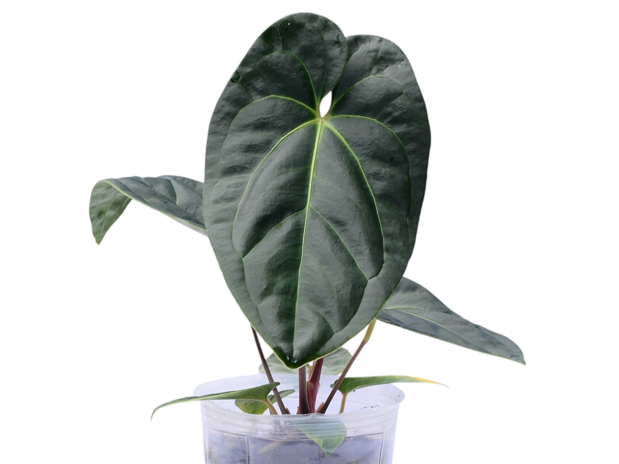 Anthurium Tayos Cave x Anthurium Eureka — Ecuagenera Orquídeas del