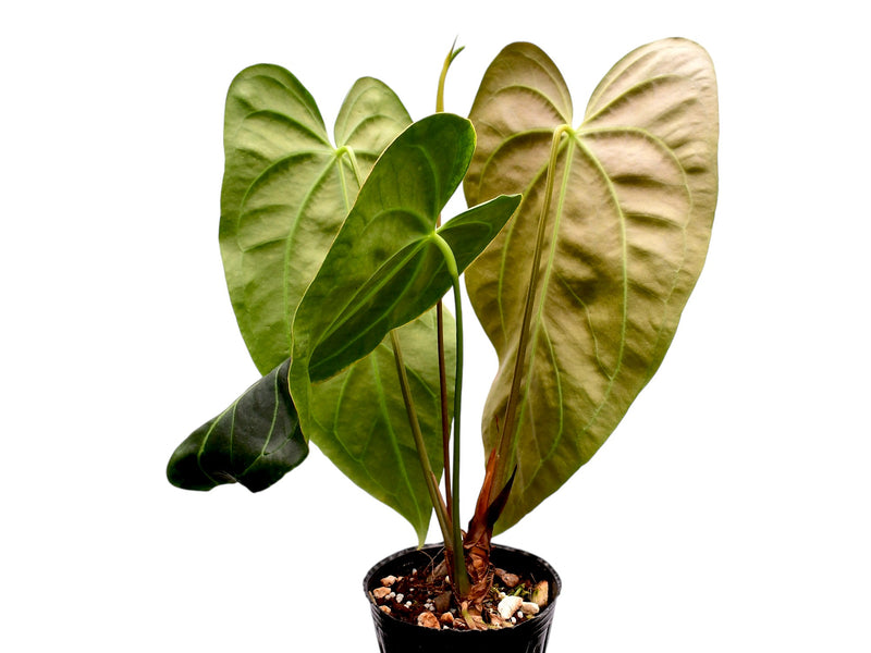 Anthurium The Green Cuyabeno
