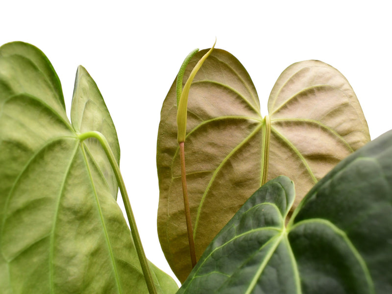 Anthurium The Green Cuyabeno