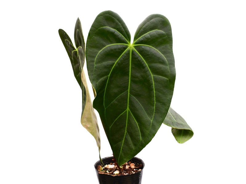 Anthurium The Green Cuyabeno