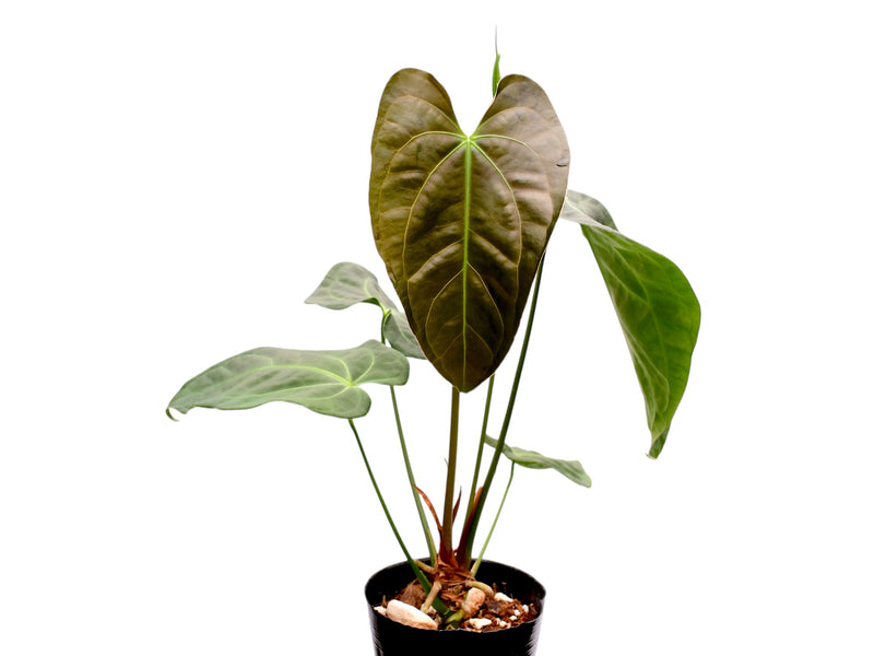 Anthurium The Green Cuyabeno