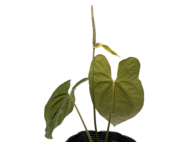 Anthurium The Moon of Archimedes