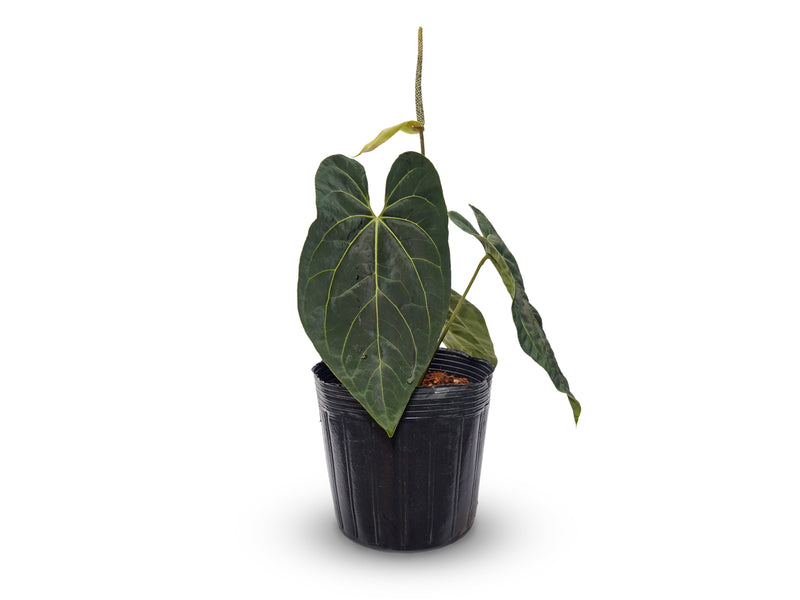 Anthurium The Moon of Archimedes