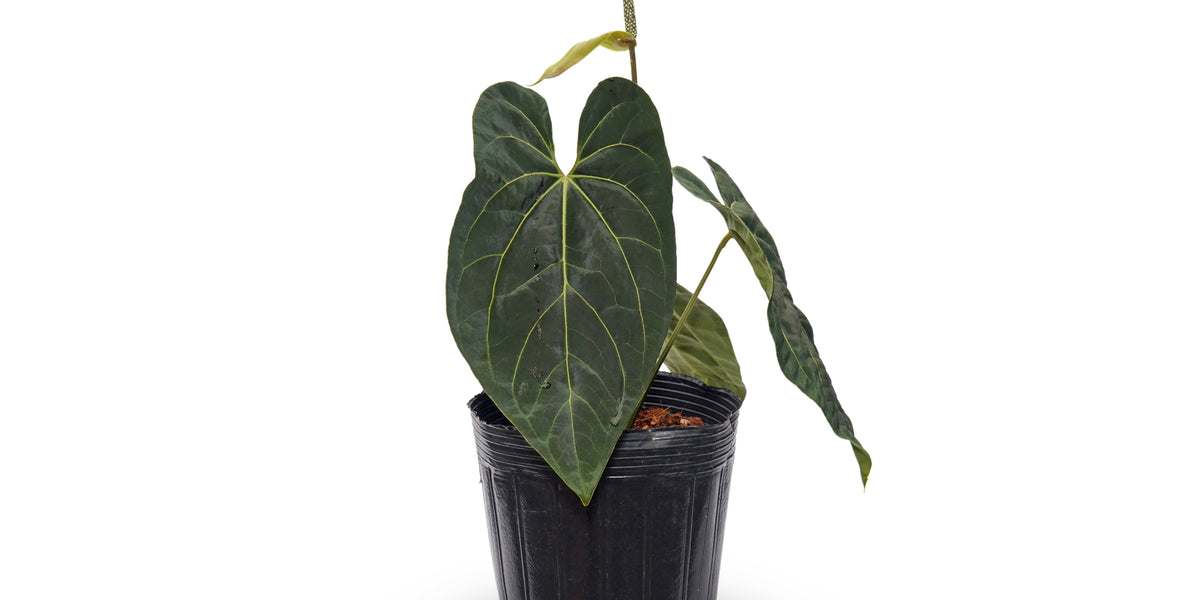 Anthurium The Moon of Archimedes — Ecuagenera Orquídeas del Ecuador