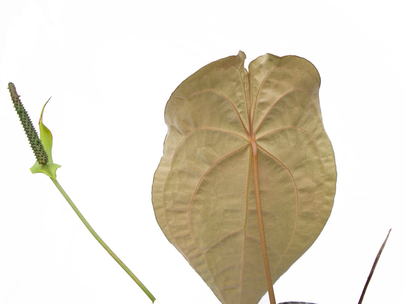 Anthurium The Paradise Throne