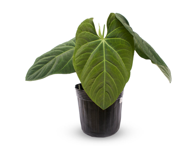 Anthurium The Royal Dress