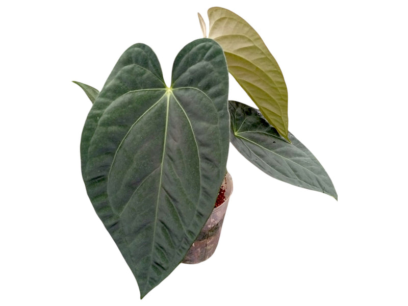 Anthurium The Royal Dress