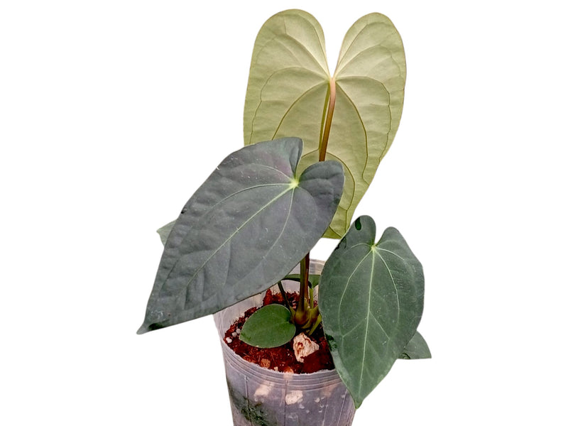 Anthurium The Royal Dress