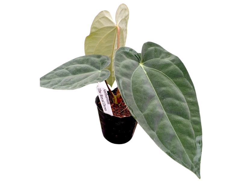 Anthurium The Royal Dress