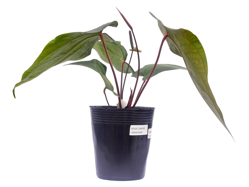 anthurium terra Anthurium Tierra Entre el Agua
