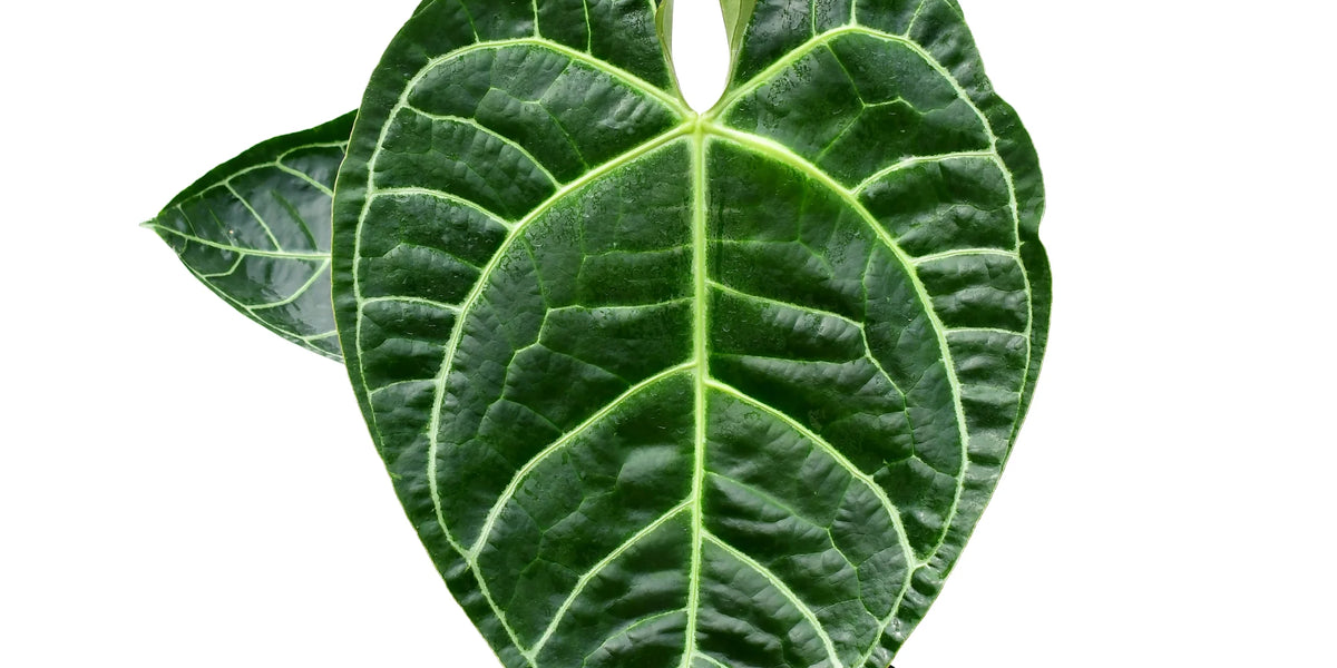 Anthurium Tingo Maria 'Inverse crossing' — Ecuagenera Orquídeas del Ecuador