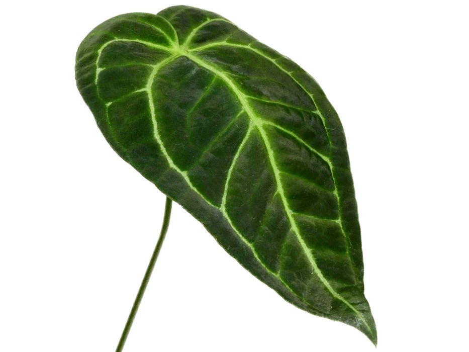 Anthurium Tingo Maria 'Inverse crossing'